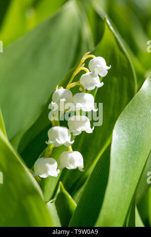 Nahaufnahme der schönen weißen glockenförmigen Blüten der Lilie des Tales oder Unsere Lady's Tränen - Convallaria majalis - unter frischem grünem Laub. Stockfoto