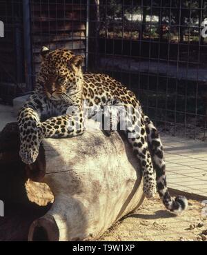 LEOPARDO. Ort: ZOO - Parque Zoológico. MADRID. Spanien. Stockfoto