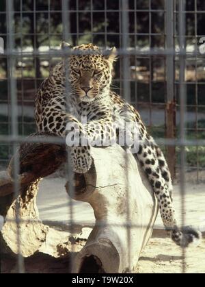 LEOPARDO. Ort: ZOO - Parque Zoológico. MADRID. Spanien. Stockfoto