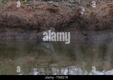 Temminck's Stint auf Frühling passage Stockfoto