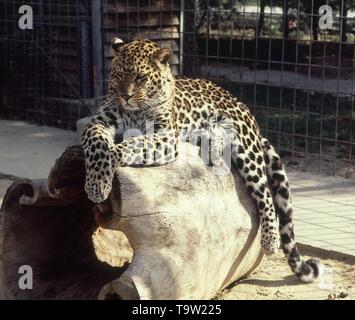 LEOPARDO. Ort: ZOO - Parque Zoológico. MADRID. Spanien. Stockfoto