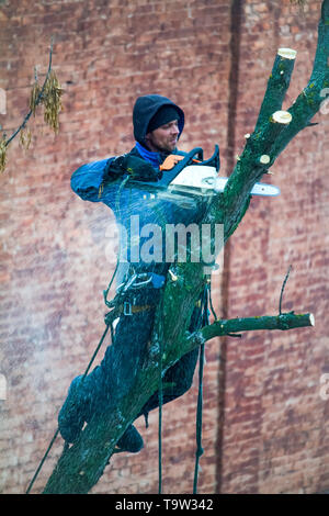 Ein Mann mit einer Kettensäge ist Beschneidung ein Baum, schneidet große Zweige. Stockfoto
