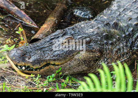 American alligator (Alligator mississippiensis) Kopf Nahaufnahme, liegen im Teich, captive Tier - Florida, USA Stockfoto