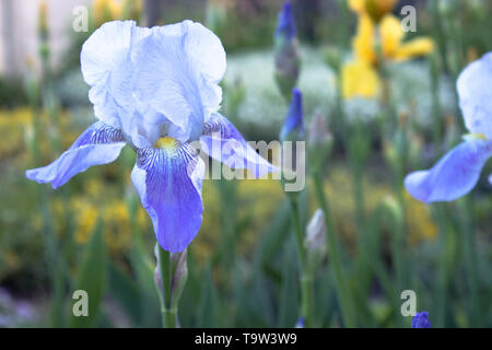 Blue Iris Blumen close-up auf einem grünen Hintergrund. Blue Iris Blumen wachsen im Garten Stockfoto