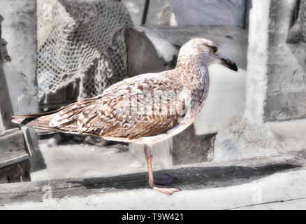 Gull-mantelmöwe am Ufer des Atlantischen Ozeans Stockfoto