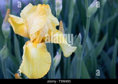 Gelbe Iris Blumen close-up vor dem Hintergrund von einem grünen Garten. Blue Iris Blumen wachsen im Garten Stockfoto
