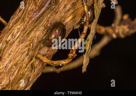 Makro Foto von Rosmarin Käfer auf Gerebelten Rosmarin Bush auf schwarzem Hintergrund. Stockfoto