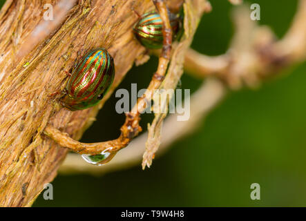 Makro Foto von Rosmarin Käfer auf Gerebelten Rosmarin Bush auf grünem Hintergrund. Stockfoto