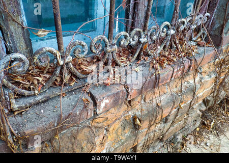 Nahaufnahme von Vintage Gitter am Fenster mit schäbigen Malen und getrockneten Herlinge. Stockfoto