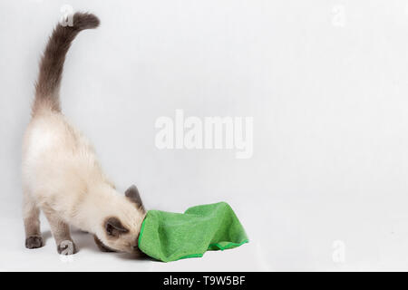 Ein neugieriger Thai kitten unter dem grünen Rag geklettert. Stockfoto