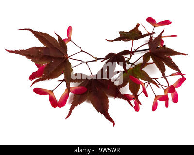 Red geflügelten Samen und Rot bronze Sommer Laub der japanischen Ahorn, Acer palmatum 'Bloodgood', auf einem weißen Hintergrund Stockfoto