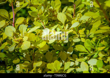 Schöne berberis Golden leaved im Garten geeignet für Hintergrundbilder. Stockfoto