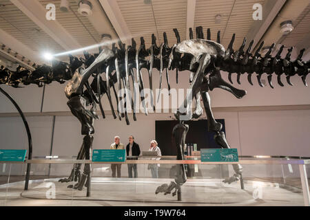 Newcastle upon Tyne, Großbritannien. 20. Mai 2019. UK. Auf Tour: dippy Dippy, das Natural History Museum von iconic Diplodocus Dinosaurier, kommt in Newcastle als Teil einer allgemein Tour. Dippy ist auf Anzeige an der Great North Museum: Hancock bis Oktober 2019 zur britischen Öffentlichkeit im Jahre 1905 enthüllt werden, Dippy wurde aus dem schriftmuster in Amerika gefunden. Die vollständige Skelett ist 21,3 Meter lang, 4,3 Meter breit und 4,25 Meter hoch Credit: Alan Dawson/Alamy leben Nachrichten Stockfoto