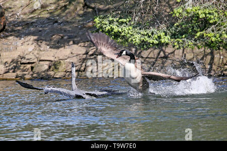 Heywood, Großbritannien, 20. Mai 2019. Eine kanadische Gans Angreifen einer jungen Heron, die im Wasser im Queens Park, Heywood, Greater Manchester gelandet ist. Quelle: Barbara Koch/Alamy leben Nachrichten Stockfoto