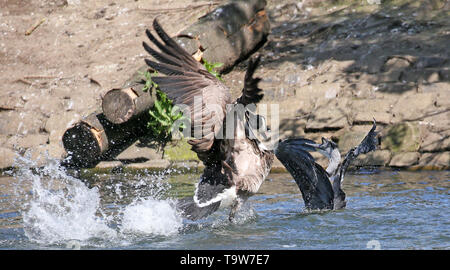 Heywood, Großbritannien, 20. Mai 2019. Eine kanadische Gans Angreifen einer jungen Heron, die im Wasser im Queens Park, Heywood, Greater Manchester gelandet ist. Quelle: Barbara Koch/Alamy leben Nachrichten Stockfoto