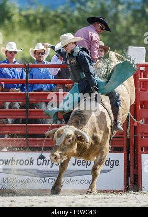 Surrey, British Columbia, Kanada. 19 Mai, 2019. CLAYTON VERKÄUFER der Vereinigten Staaten von Amerika gewinnt 1.Platz mit einer Punktzahl von 88,5 Punkten im Bullenreiten Pool B im Cloverdale Rodeo & Country Fair am 19. Mai 2019 in Surrey, British Columbia, Kanada. Credit: Andrew Kinn/ZUMA Draht/Alamy leben Nachrichten Stockfoto