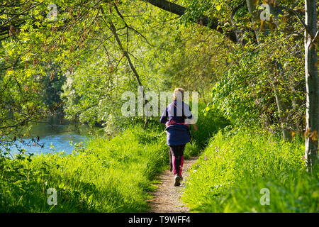 Aberystwyth Wales UK, Dienstag, 21. Mai 2019 Deutschland Wetter: eine Frau mit ihrem Hund Joggen entlang der Ufer des Flusses Rheidol auf einem hellen sonnigen Morgen, zu Beginn der dennoch einen anderen Tag der warmen Frühlingssonne in Aberystwyth Wales. Das Wetter für die nächsten Tage festgelegt, mit verlängerten Perioden der warmen Sonnenschein, mit Temperaturen die niedrigen 20 Celsius in Teilen der Süd-ost Foto: Keith Morris/Alamy leben Nachrichten Stockfoto