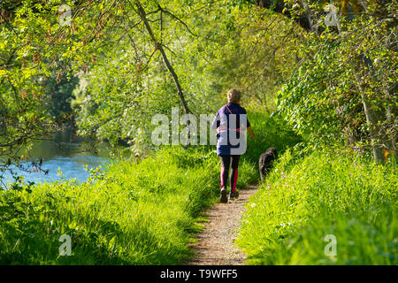 Aberystwyth Wales UK, Dienstag, 21. Mai 2019 Deutschland Wetter: eine Frau mit ihrem Hund Joggen entlang der Ufer des Flusses Rheidol auf einem hellen sonnigen Morgen, zu Beginn der dennoch einen anderen Tag der warmen Frühlingssonne in Aberystwyth Wales. Das Wetter für die nächsten Tage festgelegt, mit verlängerten Perioden der warmen Sonnenschein, mit Temperaturen die niedrigen 20 Celsius in Teilen der Süd-ost Foto: Keith Morris/Alamy leben Nachrichten Stockfoto