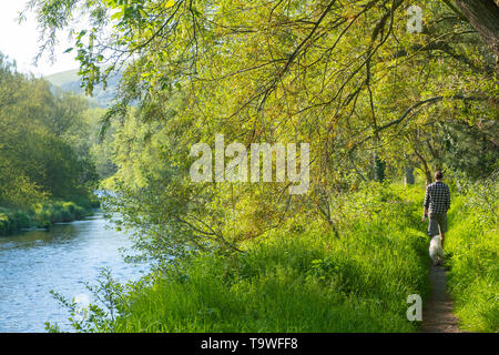 Aberystwyth Wales UK, Dienstag, 21. Mai 2019 Deutschland Wetter: Ein Mann geht mit seinem Hund an den Ufern des Flusses Rheidol auf einem hellen sonnigen Morgen, zu Beginn der dennoch einen anderen Tag der warmen Frühlingssonne in Aberystwyth Wales. Das Wetter für die nächsten Tage festgelegt, mit verlängerten Perioden der warmen Sonnenschein, mit Temperaturen die niedrigen 20 Celsius in Teilen der Süd-ost Foto: Keith Morris/Alamy leben Nachrichten Stockfoto