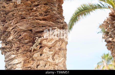 Kleine Eidechse auf dem Palm Stockfoto