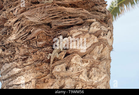 Kleine Eidechse auf dem Palm Stockfoto