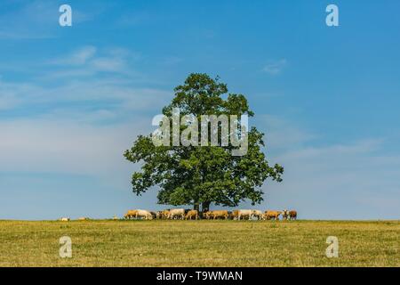 Ländliche Landschaft, einem Baum stehend auf Horizont, Kühe verstecken sich in den Schatten des Baumes. Blauer Himmel und weiße Wolken. Sonniger Frühlingstag auf einer Weide. Stockfoto