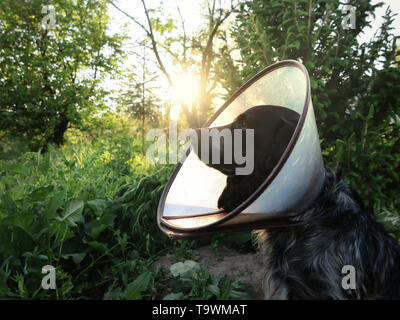 Ein Hund im medizinischen Kegel Kragen. Stockfoto