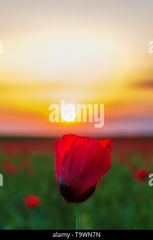 Lonely Mohn in einem Feld bei Sonnenuntergang Stockfoto