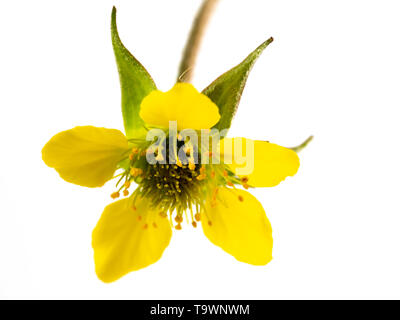 Schließen Sie herauf Bild von einer einzigen Blume des Holzes avens, Geum urbanum, auf weißem Hintergrund Stockfoto