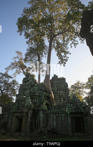 Giant tree (tetrameles nudiflora Thitpok) über Sat-Tempel im dritten Gehäuse, Ta Prohm, Angkor, Siem Reap, Kambodscha wächst Stockfoto