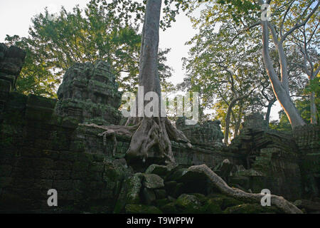 Riesige Baum (tetrameles nudiflora thitpok) wachsende über eine zerstörte Wand im westlichen Teil des dritten Gehäuse, Ta Prohm, Angkor, Siem Reap, Kambodscha Stockfoto