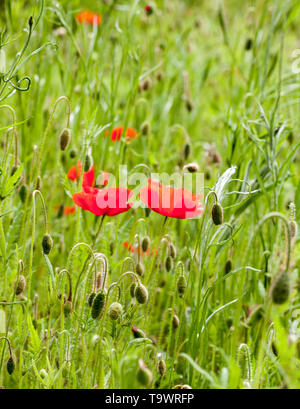 Mohn in eine Wilde Blumenwiese in die Landschaft von Cheshire England Stockfoto