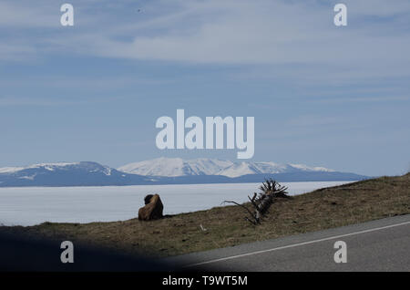 Yellowstone Lake, noch über Ende Mai eingefroren Stockfoto