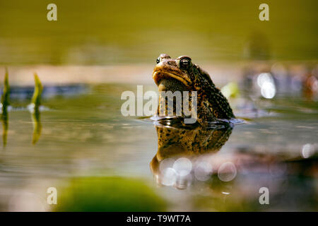 Tiere Amphibien Malden Park Teich American Toad Augenhöhe in einem lokalen Teich Stockfoto