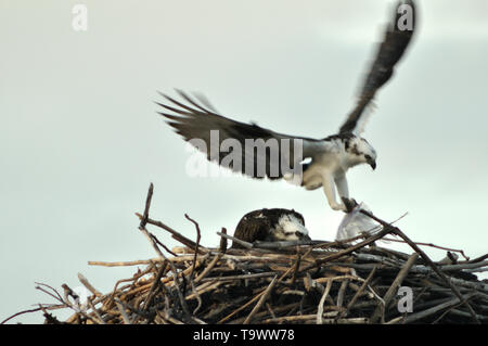 Ein paar der Fischadler (Pandion haliaetus) ein Nest auf dem Dach auf einem verlassenen Pier auf Tabak Caye, Belize bauen. Nesting Materialien Plastiktüten. Stockfoto