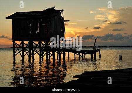 Ein paar der Fischadler (Pandion haliaetus) ein Nest auf dem Dach auf einem verlassenen Pier auf Tabak Caye, Belize bauen. Nesting Materialien Plastiktüten. Stockfoto