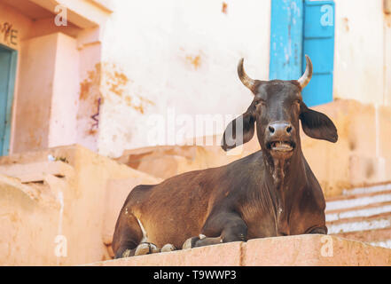 Heilige Kuh in Nahaufnahme in Varanasi sitzen mit alten Wohnhaus im Hintergrund Stockfoto