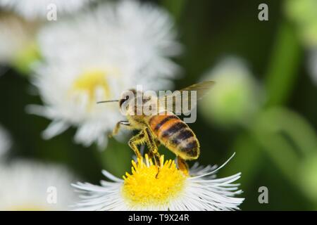 Eine Biene in Flug von einem Daisy Flower es gerade beendet hatte die Bestäubung. Foto in Houston, TX. Stockfoto