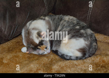 Calico Cat schlafen auf schaffell Abdeckung auf Stuhl Stockfoto