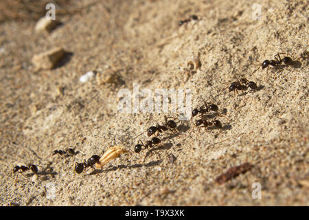 Mehrere Ameisen folgenden eine Ameise weg, einer von ihnen, ein Stück Gras - Ohr Stockfoto