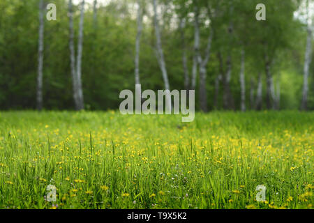 Gras und Blumen auf Frühling glade in Birke Wald. Flache Tiefenschärfe Stockfoto