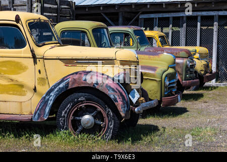 Pickups umfassen Dave's Alte LKW-Rettung Sammlung in Sprague, Washington State, USA [kein Eigentum Freigabe: Nur für redaktionelle Lizenzierung verfügbar] Stockfoto