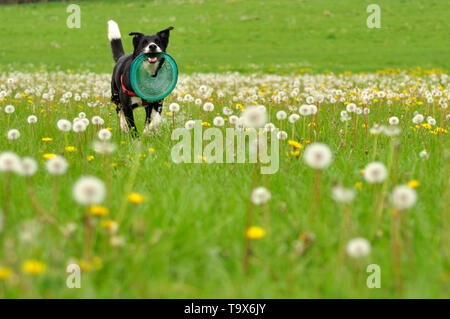 Ein Border Collie Kreuz läuft durch ein Feld von Löwenzahn mit einem Frisbee, Streuung der Samen. Stockfoto