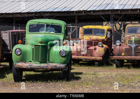 Pickups umfassen Dave's Alte LKW-Rettung Sammlung in Sprague, Washington State, USA [kein Eigentum Freigabe: Nur für redaktionelle Lizenzierung verfügbar] Stockfoto