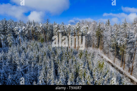 Winter Landschaft mit schneebedeckten Tannen, Tutzing, Oberbayern, Bayern, Deutschland, Europa, schneebedeckten Winterlandschaft mit Fichten, Oberbayern, Bayern, Stockfoto