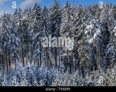 Winter Landschaft mit schneebedeckten Tannen, Tutzing, Oberbayern, Bayern, Deutschland, Europa, schneebedeckten Winterlandschaft mit Fichten, Oberbayern, Bayern, Stockfoto