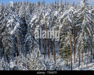 Winter Landschaft mit schneebedeckten Tannen, Tutzing, Oberbayern, Bayern, Deutschland, Europa, schneebedeckten Winterlandschaft mit Fichten, Oberbayern, Bayern, Stockfoto