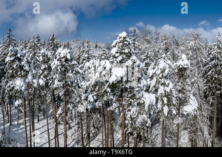 Winter Landschaft mit schneebedeckten Tannen, Tutzing, Oberbayern, Bayern, Deutschland, Europa, schneebedeckten Winterlandschaft mit Fichten, Oberbayern, Bayern, Stockfoto