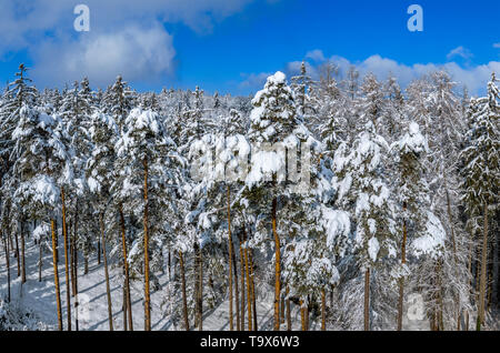 Winter Landschaft mit schneebedeckten Tannen, Tutzing, Oberbayern, Bayern, Deutschland, Europa, schneebedeckten Winterlandschaft mit Fichten, Oberbayern, Bayern, Stockfoto