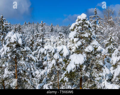 Winter Landschaft mit schneebedeckten Tannen, Tutzing, Oberbayern, Bayern, Deutschland, Europa, schneebedeckten Winterlandschaft mit Fichten, Oberbayern, Bayern, Stockfoto